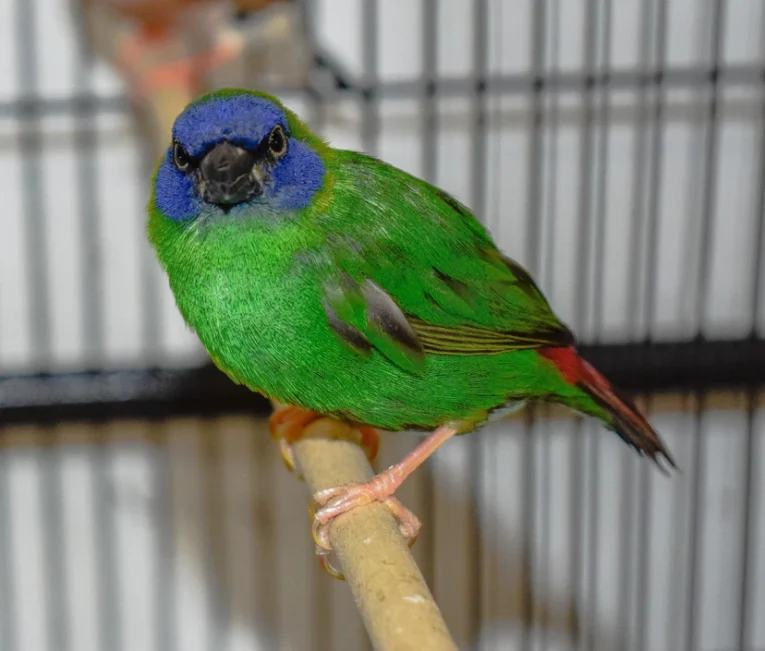 finch-blue-faced-parrot-422501_828x705.jpg.webp