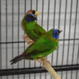 finch-blue-faced-parrot-425993_829x720.jpg.webp