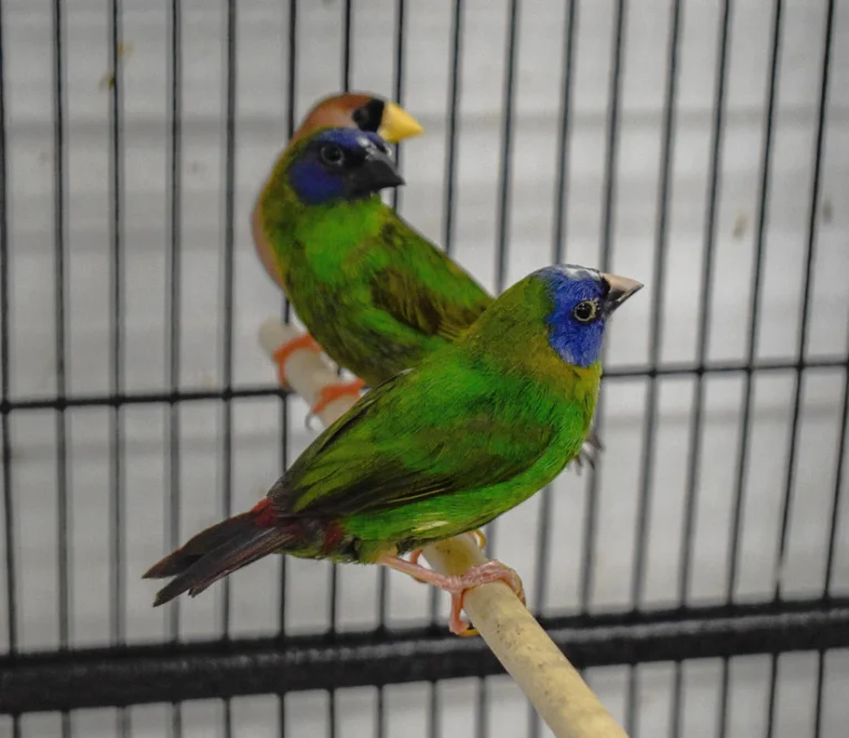 finch-blue-faced-parrot-425993_829x720.jpg.webp