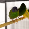 finch-blue-faced-parrot-475672_829x552.jpg.webp