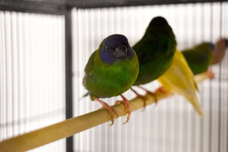 finch-blue-faced-parrot-475672_829x552.jpg.webp