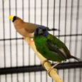 finch-blue-faced-parrot-613989_828x757.jpg.webp