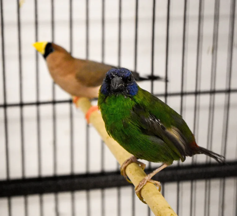finch-blue-faced-parrot-613989_828x757.jpg.webp
