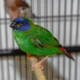 finch-blue-faced-parrot-758598_829x758.jpg.webp