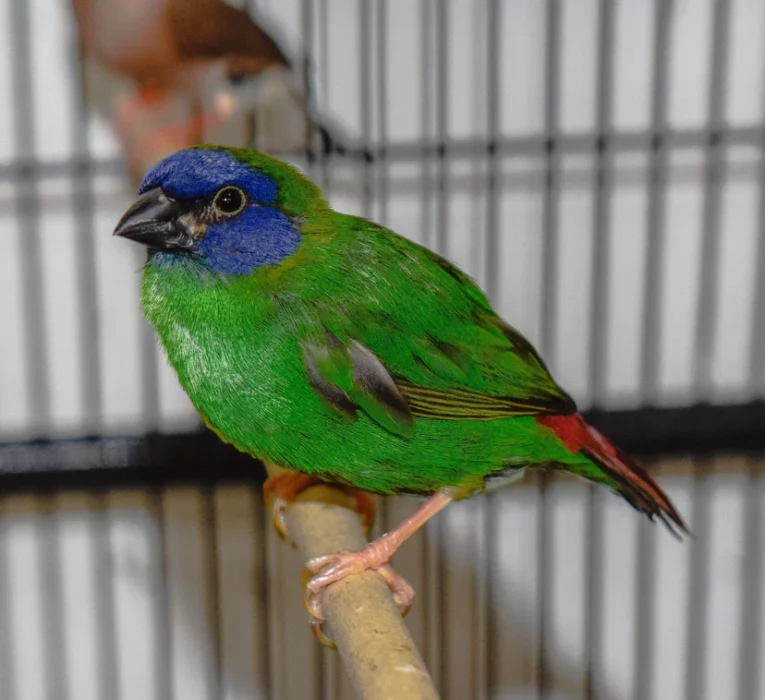 finch-blue-faced-parrot-758598_829x758.jpg.webp