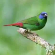 finch-blue-faced-parrot-836327_600x600.jpg.webp