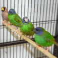 finch-blue-faced-parrot-861716_828x726.jpg.webp