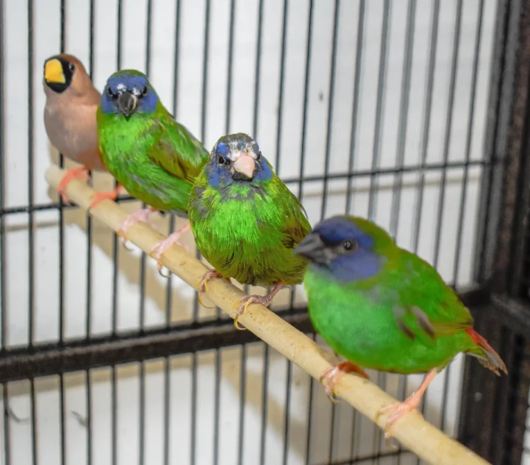 finch-blue-faced-parrot-861716_828x726.jpg.webp