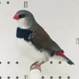 finch-diamond-firetail-130557_824x824.jpg.webp