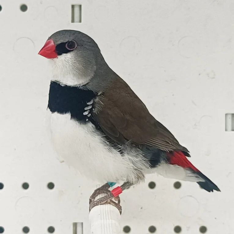 finch-diamond-firetail-130557_824x824.jpg.webp