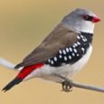 finch-diamond-firetail-283447_600x600.jpg