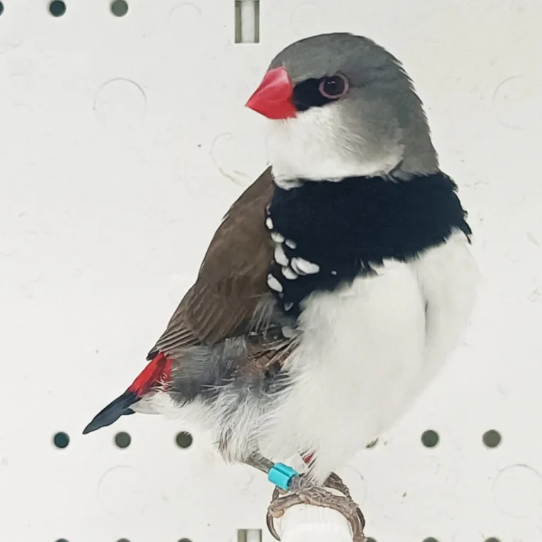 finch-diamond-firetail-688562_824x824.jpg.webp