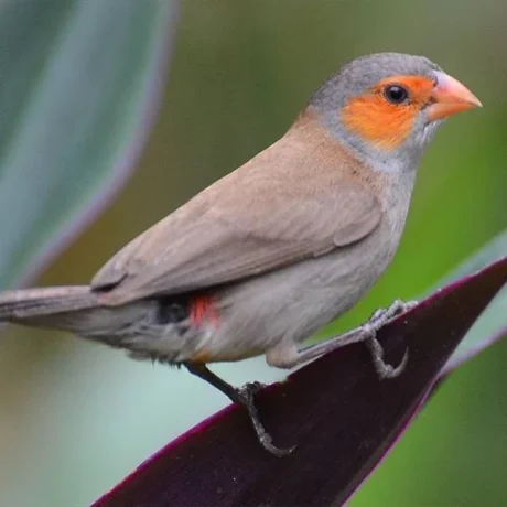 Finch Orange Cheeked Waxbill