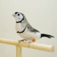 finch-owl-450830_225x225.jpg
