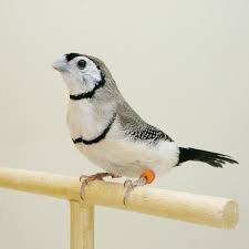 Owl Finch