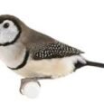 finch-owl-673546_276x182.jpg