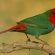finch-parrot-red-head-506895_274x184.jpg