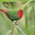 finch-parrot-red-head-950577_275x183.jpg