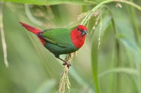 Parrot Finch Red Head