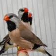 finch-shaft-tail-118471_824x517.jpg.webp