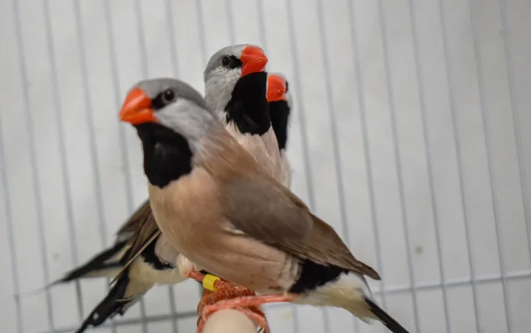 finch-shaft-tail-118471_824x517.jpg.webp