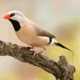 finch-shaft-tail-290569_600x600.jpg.webp