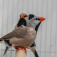 finch-shaft-tail-613730_825x658.jpg.webp