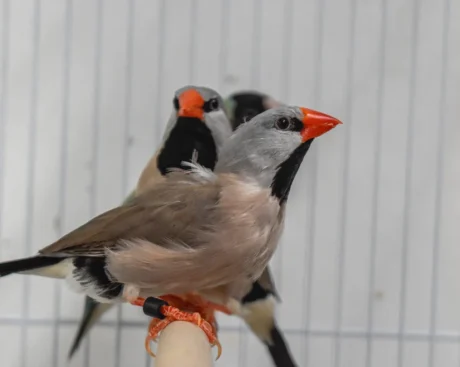 Shaft-Tail Finch