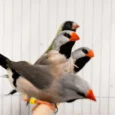 finch-shaft-tail-752838_824x550.jpg.webp