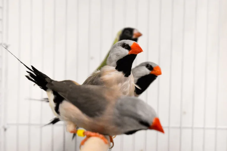 finch-shaft-tail-752838_824x550.jpg.webp