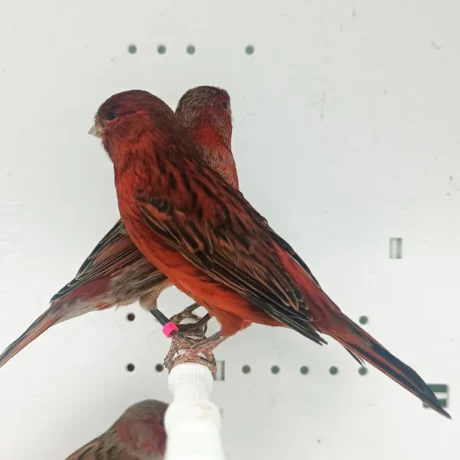 Canary Red Brown