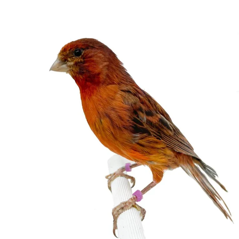 Canary Red Brown for sale with warm red-brown plumage