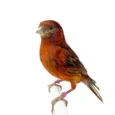 g3.webp