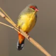 gold-breasted-waxbill-128705_600x600.jpg.webp