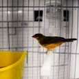 gold-breasted-waxbill-235055_824x550.jpg.webp