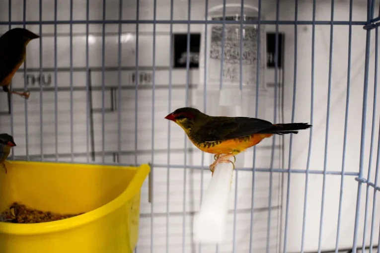 gold-breasted-waxbill-235055_824x550.jpg.webp