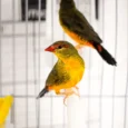 gold-breasted-waxbill-887207_824x550.jpg.webp