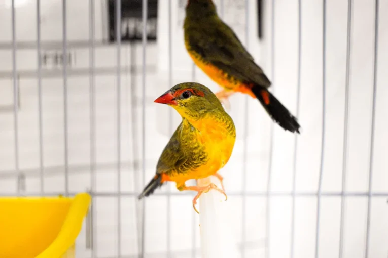 gold-breasted-waxbill-887207_824x550.jpg.webp