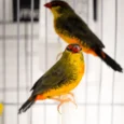 gold-breasted-waxbill-889956_824x675.jpg.webp