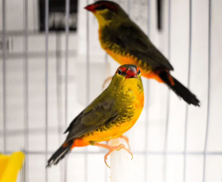 gold-breasted-waxbill-889956_824x675.jpg.webp