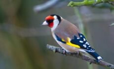 Goldfinches