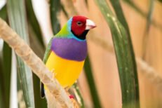 Lady Gouldian Finches