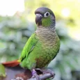 Green-Cheeked Conure Handfed for Sale perched comfortably in a home environment