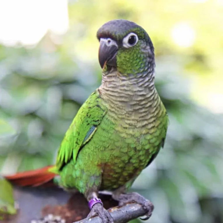 Green-Cheeked Conure Handfed for Sale perched comfortably in a home environment