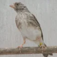 grey-singer-486758_600x600.jpg.webp