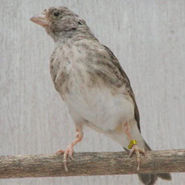 grey-singer-486758_600x600.jpg.webp