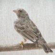 grey-singer-872217_236x177.jpg