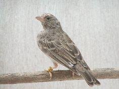 grey-singer-872217_236x177.jpg