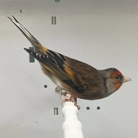 Canary X European Goldfinch Hybrid