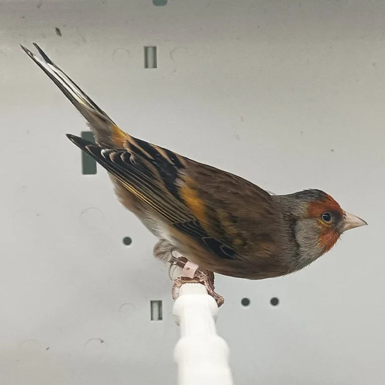 Canary X European Goldfinch Hybrid for Sale